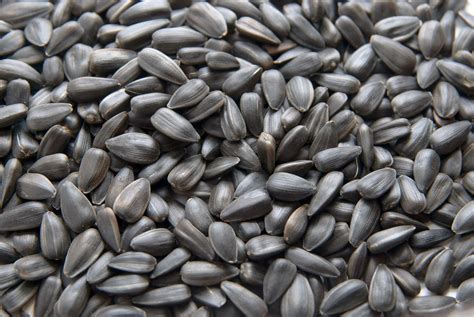 Black oil sunflower seeds, Black sunflower seeds, Sunflower seeds nutrition