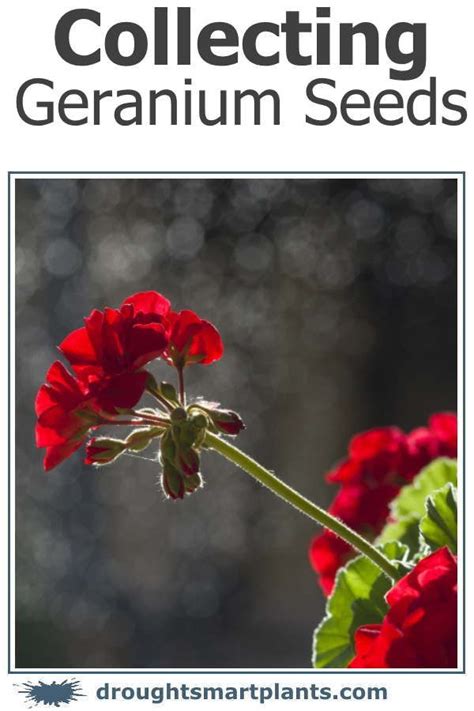 Collecting Geranium Seeds - Pelargonium Propagation in 2024 | Geraniums, Growing geraniums ...