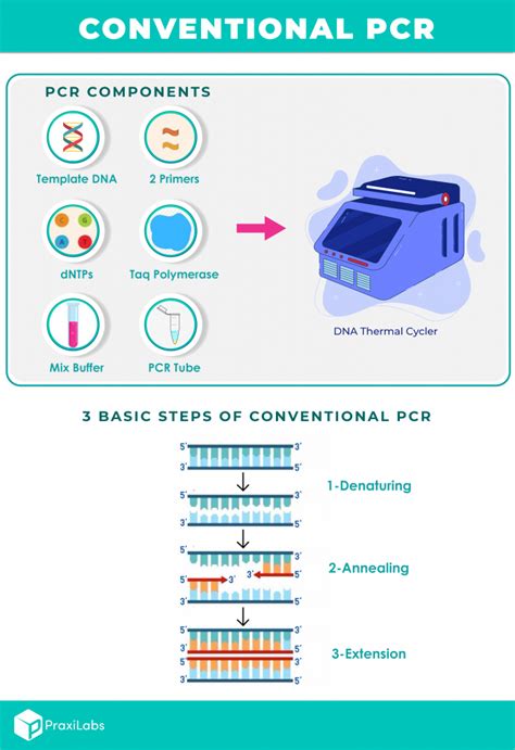 What Are The Three Basic Steps of Conventional PCR? - PraxiLabs