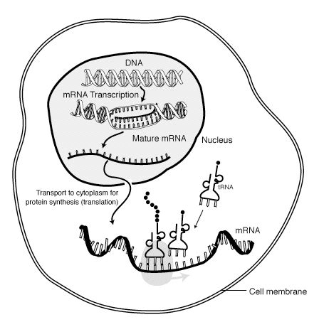 Protein synthesis Definition and Examples - Biology Online Dictionary