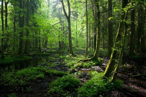 Formularz logowania | polska.pl | Bialowieza forest, World heritage sites, Unesco world heritage ...