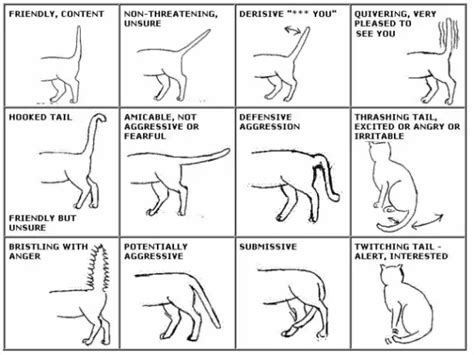 DO CATS CONTROL THEIR TAILS? 10+ TAILS MOVEMENTS