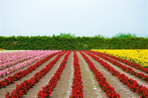 Colorful Rows of Flower Garden Stock Photo - Image of bloom, field ...