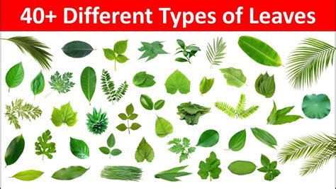 Leaves Name in English and Hindi | Different Types of Leaves with Name and Picture | Name of ...