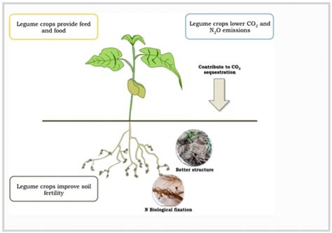 Benefits of Nitrogen Fixing Plants and Native Legumes