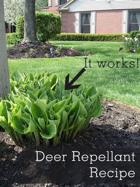 Deer repellent plants – Artofit