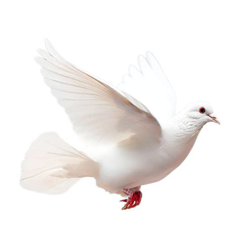 White Dove Flying Isolated On Transparent, Dove, Flying, Peace Dove PNG ...