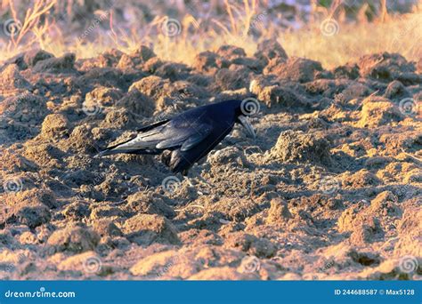 Eurasian Rook Feeding on Plowed Field Stock Image - Image of ethology ...