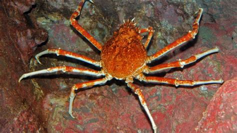 Can You Eat Spider Crab and How Does It Taste? - American Oceans