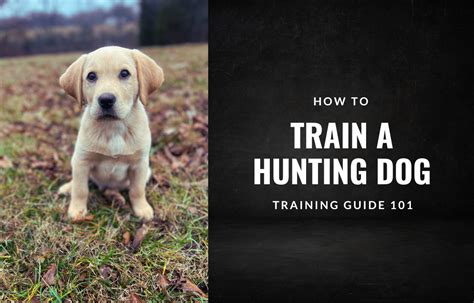 Hunting Dog Training 101: A Guide To Training Your Dog To Obey And Retrieve - Made To Hunt