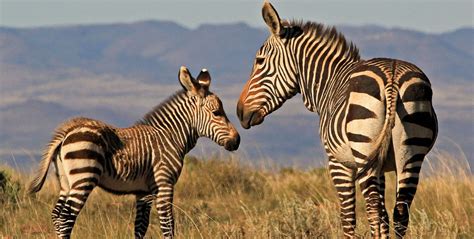 The top five Tanzania Safari Itinerary | Best of Tanzania Safari