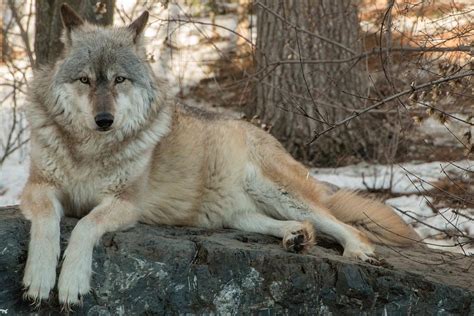 The International Wolf Center in Ely, Minnesota houses several G ...