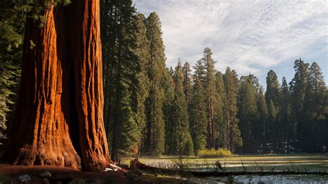 The Best Camping Spots in Sequoia & Kings Canyon National Parks | Condé ...