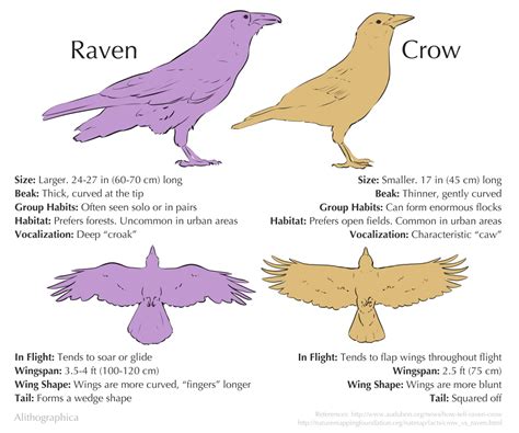 Raven or Crow by Alithographica | Scientific illustration, Animals, Crow