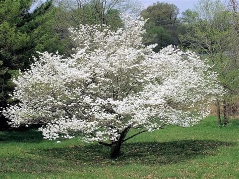 White Flowering Dogwood Cornus Florida | Best Flower Site