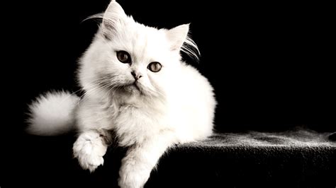 Download wallpaper: White cat 1366x768