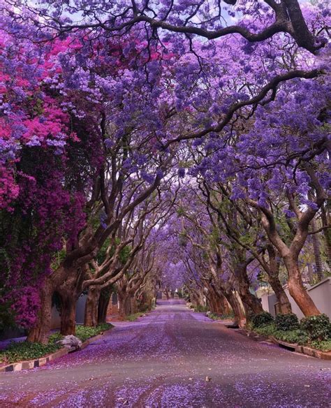 Jacaranda Trees in Johannesburg, South Africa : r/worldpolitics