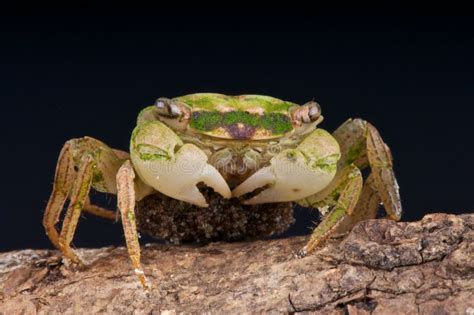 Crab with eggs stock image. Image of nocturnal, asia - 19192091