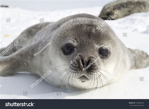 17,362 Seal arctic Images, Stock Photos & Vectors | Shutterstock