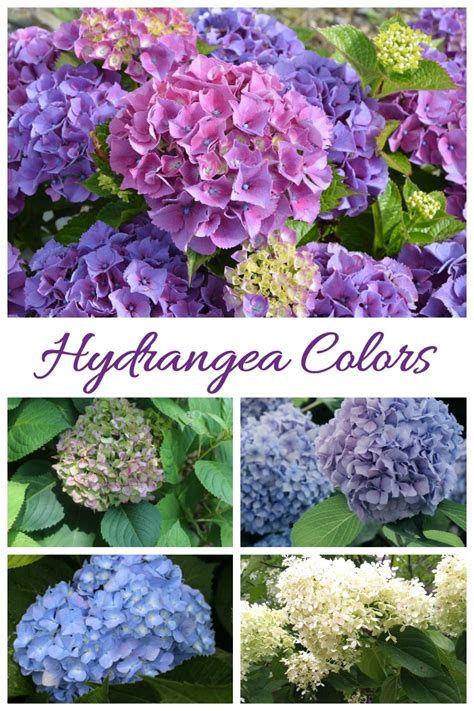 Hydrangea Care - Growing, Propagating and Drying Hydrangea Flowers