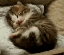 Kitten Yawning Gif