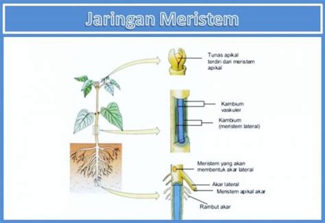 Contoh Jaringan Meristem serta Struktur, Fungsi, dan Ciri-cirinya ...