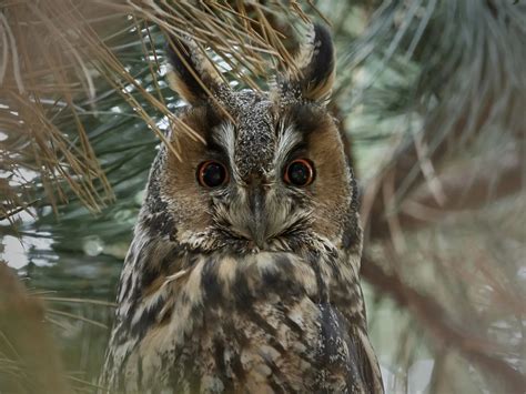 8 Species of Owls in Massachusetts - Bird Advisors