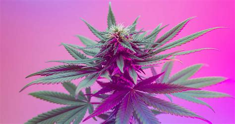 Cannabis Flower Strains | MÜV Strain Information