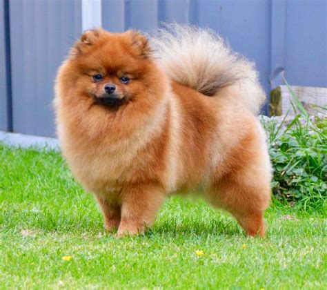 Chien Spitz allemand Monoi Des Loulou De Pomeranie