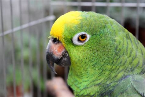 Big Green Parrot