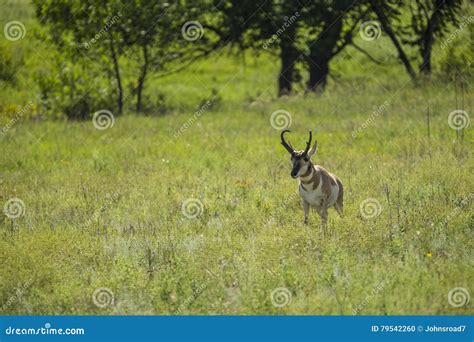 Pronghorn Deer stock photo. Image of landscape, grass - 79542260