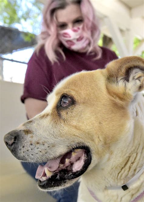 Castaic Animal Center sees increase in adoptions