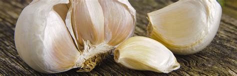 Garlic For Dogs: Poison Or Medicine? | My Pet Needs That