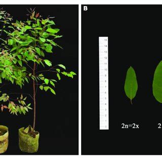 | Morphological features of diploid and tetraploid plants in E.... | Download Scientific Diagram