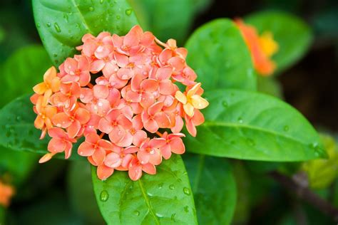 Ixora Semi Dwarf Orange - Flowering Shrubs – Exotic Flora