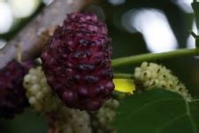 Mulberry Tree Free Stock Photo - Public Domain Pictures