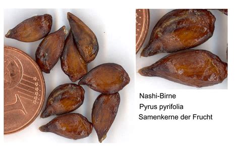 Seeds,fruit,sweet,scanner,nashi pear seeds - free image from needpix.com