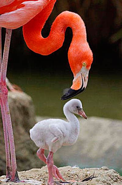 flamingos | Baby Animal Zoo