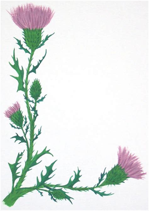 Scottish Thistle Drawing at GetDrawings | Free download