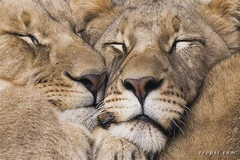 Animals Photos, Wild Life Wallpapers, Jungle World, Dangerous Universe: Lion Couple Making Love ...