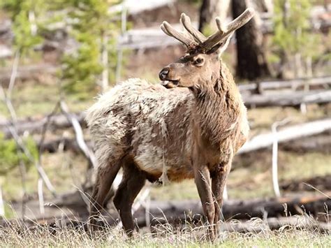 Ecobirder: Wapiti