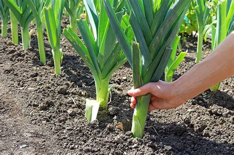 How to Grow Leeks | Gardener’s Path