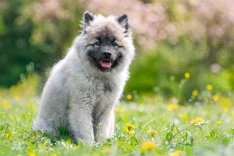 Keeshond Puppies For Sale - AKC PuppyFinder