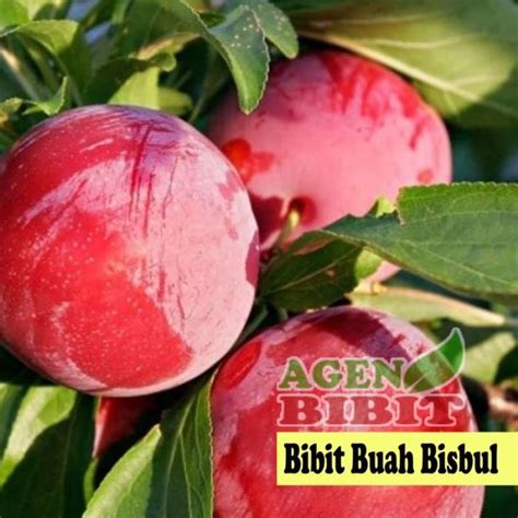 Jual Bibit Pohon Buah Bisbul Bisbull - Tanaman Mentega Unik Langka di Seller ulum bibit 05 ...