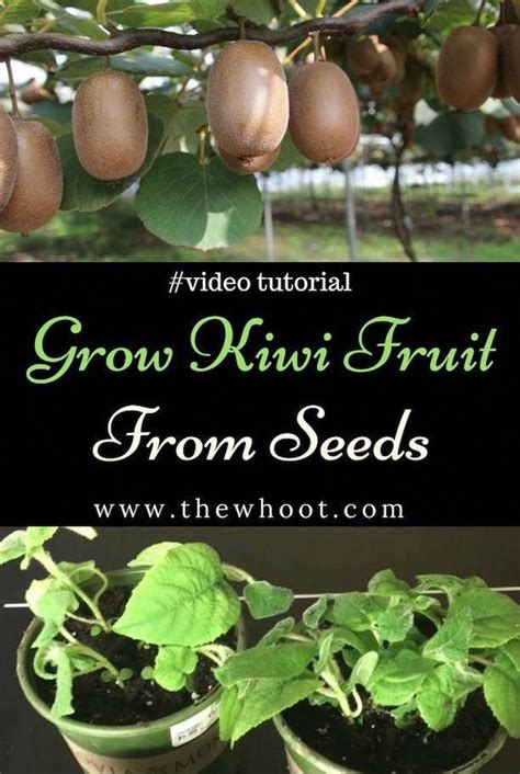 You will love to learn how to grow Kiwi Fruit from Seed and it's just so easy when you know how ...