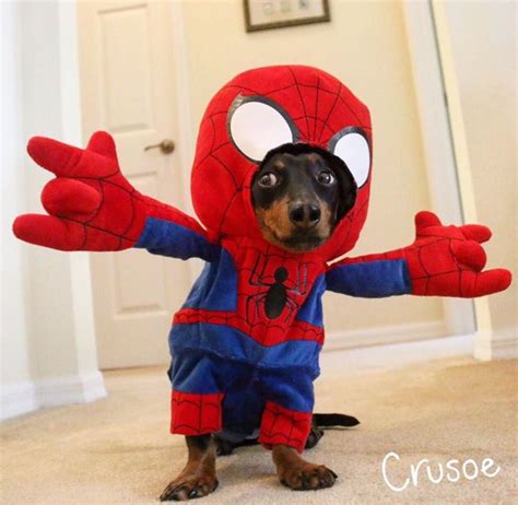 Dog wearing Spider-Man costume | Cute dog halloween costumes, Cute dogs, Pet costumes