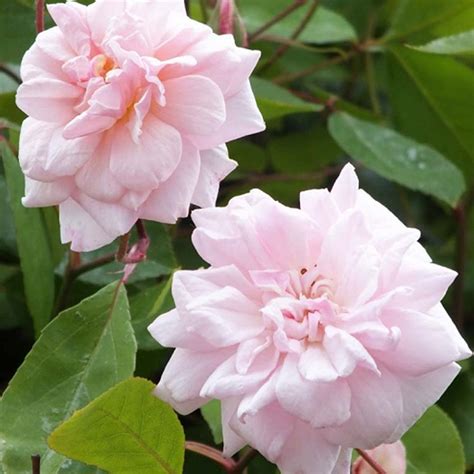 Cecile Brunner Climbing Rose - Roses - Garden World Nursery