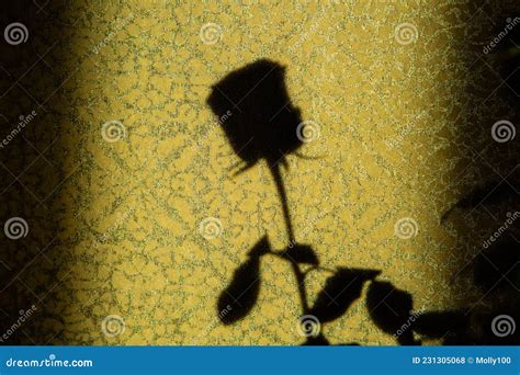 Shadow of a Rose on the Wall Stock Photo - Image of color, element: 231305068