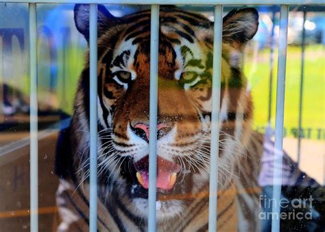 University of Memphis Mascot-Tom the Tiger Photograph by Billy Morris ...