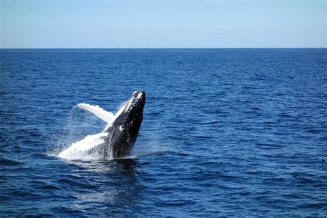 Whale Watching Tour Mogo Mogo Island | Panama Whale Watching